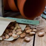 Planting a Garden with Seed Saving in Mind