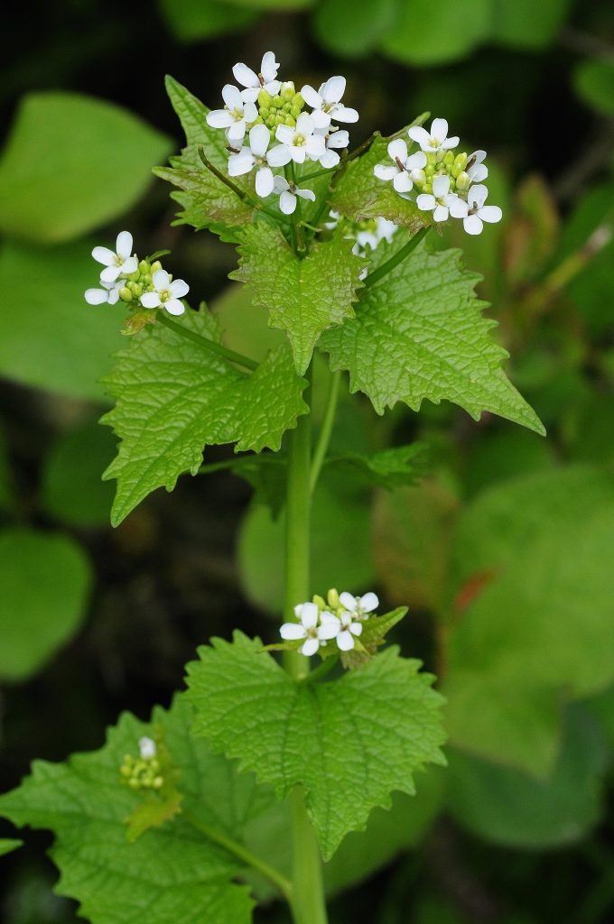 Habitat Restoration Webinar - Garlic Mustard