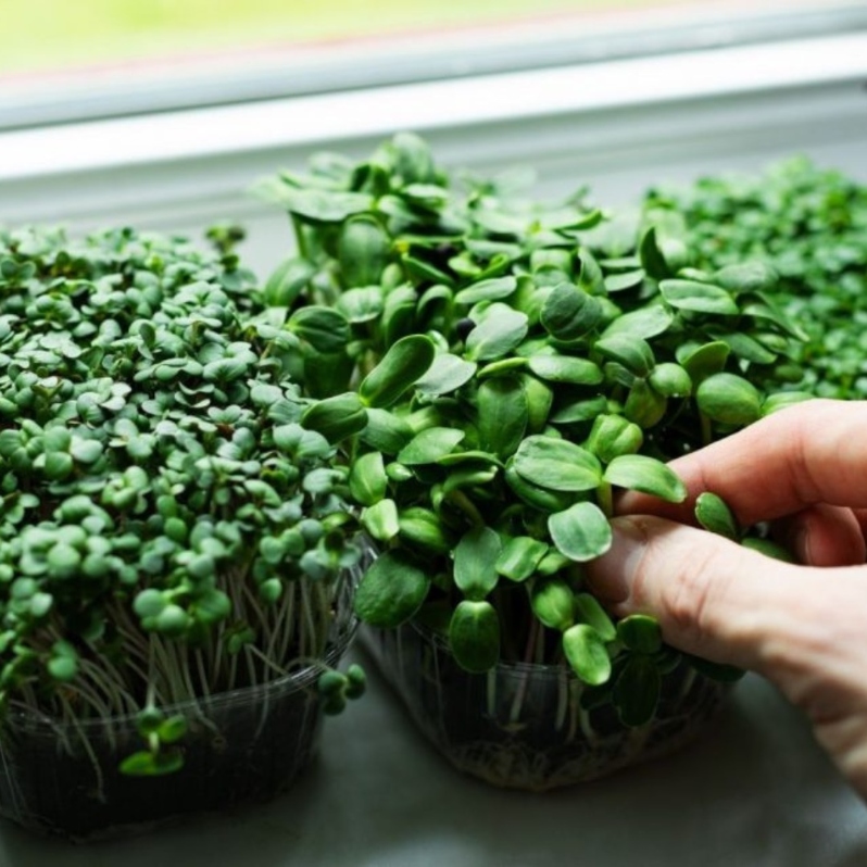 Growing Microgreens at Home